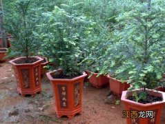 养殖红豆杉盆景 红豆杉盆景养殖方法