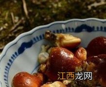 须元果的功效与作用泡水喝一次用量 须元果的功效与作用