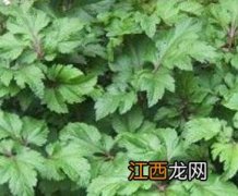 真珠菜的功效与作用是什么 真珠菜的功效与作用