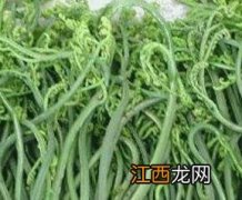 佛手菜的功效与作用 佛手菜的营养价值和功效