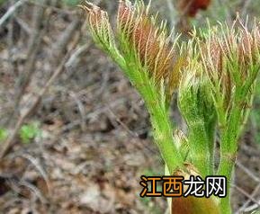 东北山野菜的功效与作用 东北山野菜的功效与作用禁忌