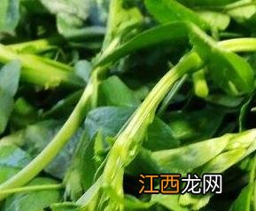 苜蓿菜的功效与营养价值 苜蓿菜的功效与营养价值是什么