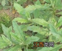 野菜刺菜的功效与作用 野菜刺菜的功效与作用朝阳区技术监督局