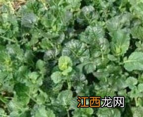 在家如何种苔菜种子 在家如何种苔菜