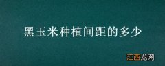 黑玉米种植间距的多少 玉米栽种间距