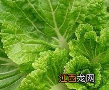 白菜的营养价值有哪些 白菜的营养价值有哪些作用