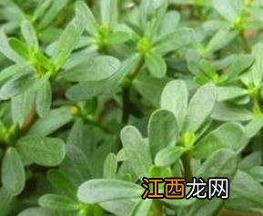火锅长寿菜是什么菜 长寿菜是什么菜
