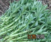 救心菜的功效与作用 救心菜的功效与作用和禁忌