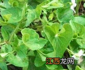 白花堇菜主要的营养价值 白花堇菜的功效与作用