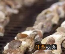 角螺的功效与作用及食用方法 管角螺的营养价值与好处