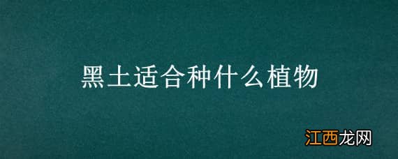 黑土种什么花最好? 黑土适合种什么植物