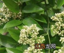 降香油的功效与作用 降香油的功效与作用禁忌