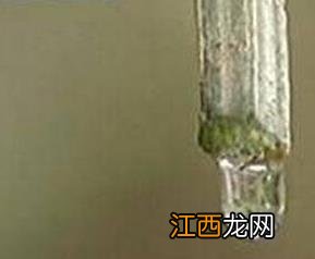 丝瓜水的作用与功效与作用 鲜丝瓜水的功效与作用