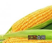 玉米的功效与作用与主治 玉米的功效与作用