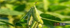 黄豆种植过程记录图 黄豆种植过程记录