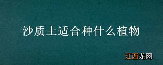 砂质土最适合种什么植物 沙质土适合种什么植物