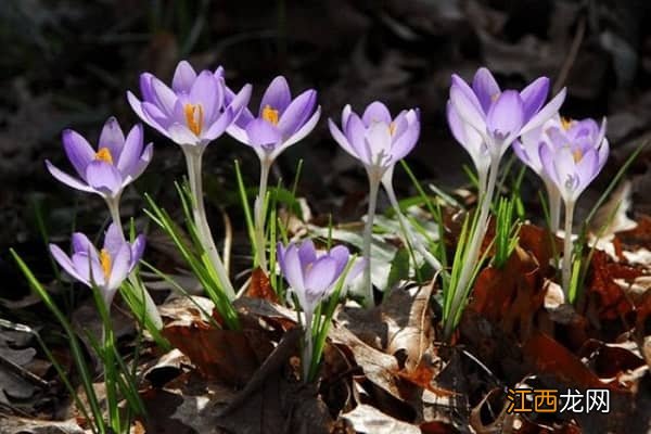 番红花是藏红花吗，最美番红花图片大全