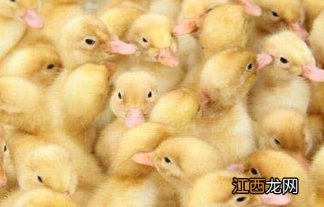 买鸭苗怎么挑选好鸭子 如何挑选鸭苗