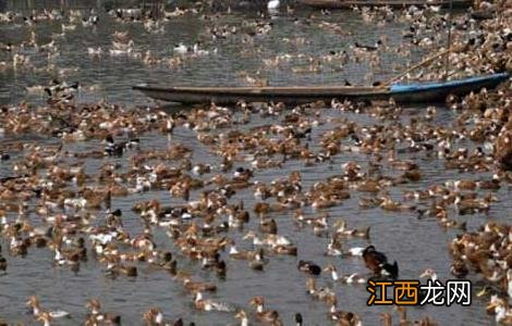 鸭常见病防治 春夏鸭流行病防治技术