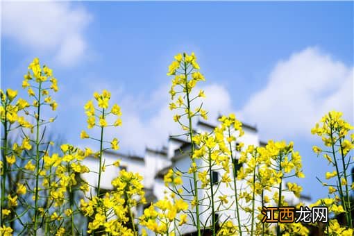 油菜种子哪种最好吃 油菜种子哪种最好