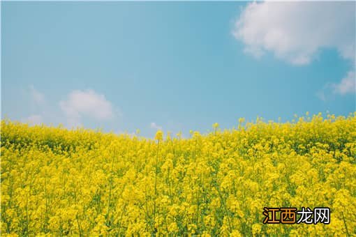 油菜种子哪种最好吃 油菜种子哪种最好