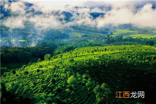 哀牢山到底是座什么样的山opk3比opa15有啥区别 哀牢山到底是座什么样的山