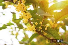 桂花怎么吃 桂花怎么吃?