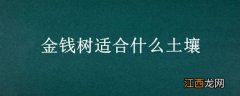 金钱树适合什么土壤 金钱树用什么样的土壤种植比较好