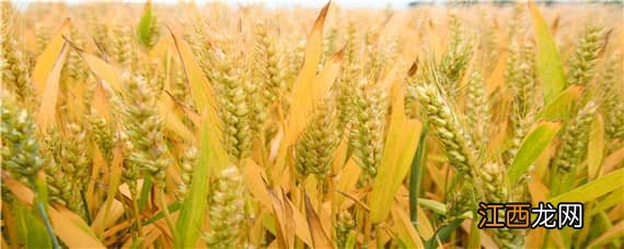 中育1211小麦品种 中育1211小麦品种国审