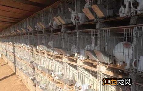 如何提高兔子的繁殖率视频 如何提高兔子的繁殖率