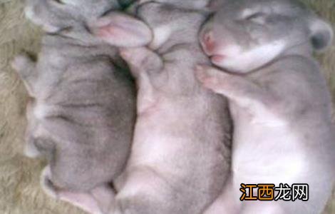 仔兔死亡的原因及应对措施 仔兔死亡率高的主要原因有哪些