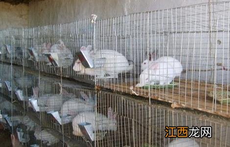 春季养兔注意事项 冬天养兔注意事项