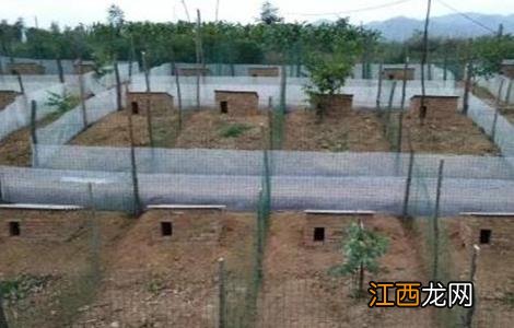 纯野兔养殖技术 野兔养殖模式