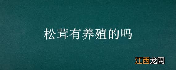 松茸有养殖的吗 松茸有养殖的吗松茸怎么个吃法