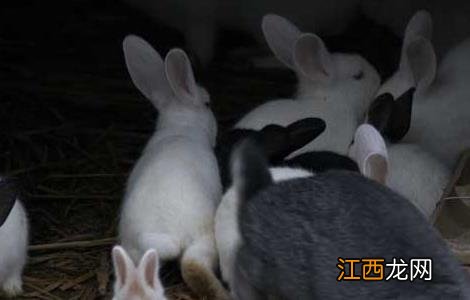 兔子怎么分公母