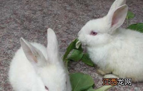 养兔子有市场前景吗 兔子养殖的市场前景