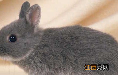 养兔子有市场前景吗 兔子养殖的市场前景