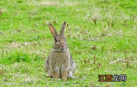 养兔子赚钱吗 北方养兔子赚钱吗