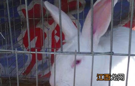 养兔子赚钱吗 北方养兔子赚钱吗