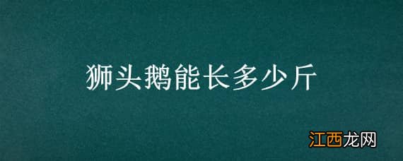 狮头鹅能长多少斤 杂交狮头鹅能长多少斤