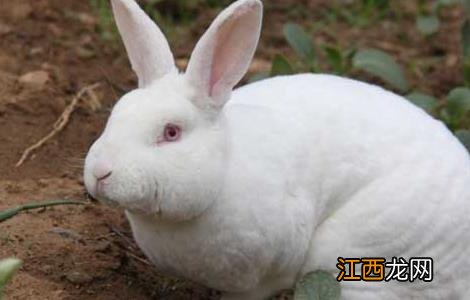 獭兔养殖与肉兔养殖的区别 獭兔养殖与肉兔养殖的区别在哪