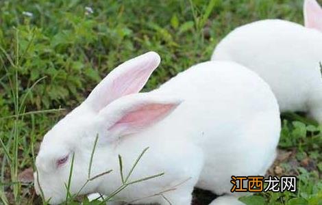 獭兔小兔早断奶管理技术 宠物兔断奶