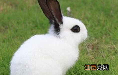 兔子耳痒病防治技术视频 兔子耳痒病防治技术