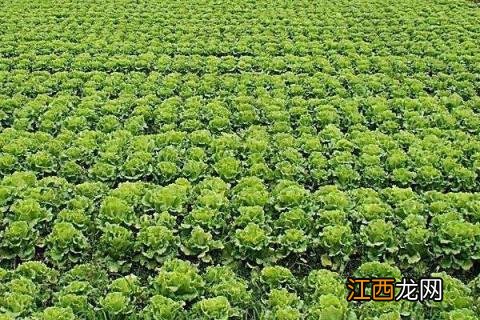 生菜种植技术和管理，可选择春播或者秋播