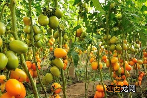 大棚蔬菜管理技术，不同的生长阶段进行不同的控温工作