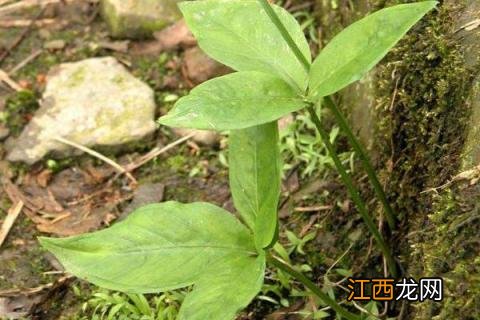 半夏种植与管理 半夏种植条件，连作3-4年需轮换