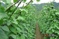 白芸豆种植时间和方法，病虫害怎么防治