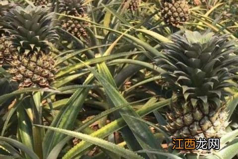 凤梨种植方法和技术，病害如何防治 凤梨种植方法和技术,病害如何防治视频