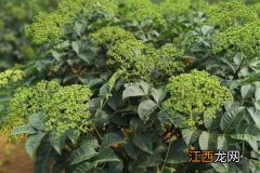 吴茱萸种植技术与栽培管理，可在冬、春移栽