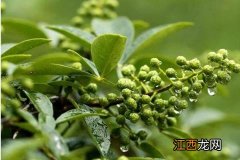 藤椒种植技术与管理，以秋播为宜 藤椒春季管理